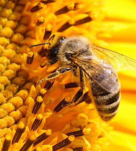 花粉的功效与作用 花粉的吃法和副作用