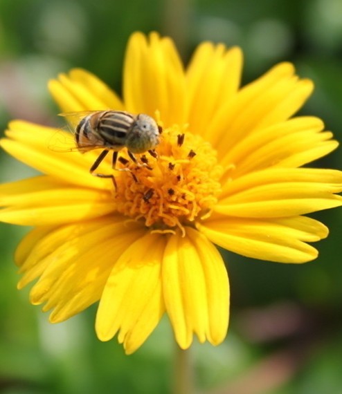 花粉的功效与作用 花粉的吃法和副作用