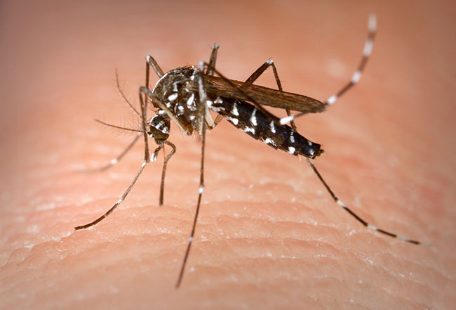 花蚊子怎么消灭 如何消灭登革热的主要传播途径