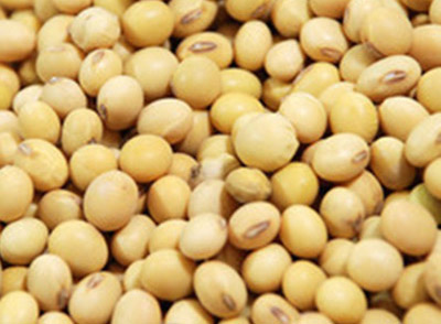 大豆，是豆类中营养价值最高的品种