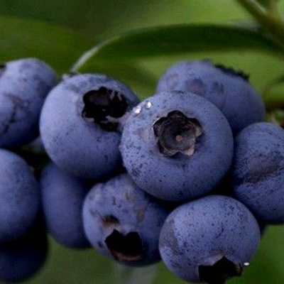 蓝莓果实含有丰富的营养成分