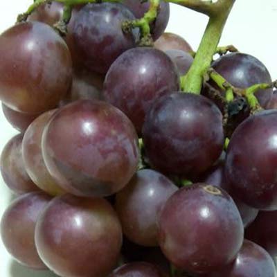 葡萄不仅含有矿物质钙、钾、磷、铁和多种维生素，还含有多种人体必需氨基酸