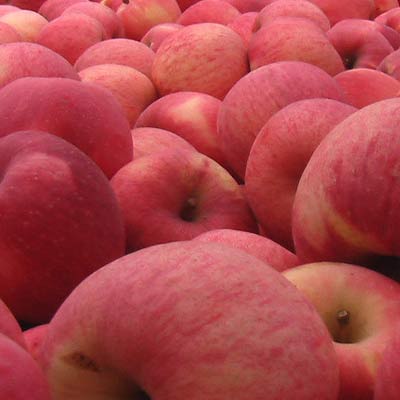 苹果是我们再熟悉不过的水果了，它有丰富的果胶