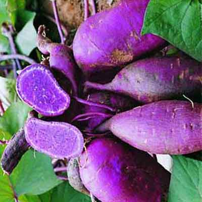 紫薯中还含有丰富的蛋白质氨基酸