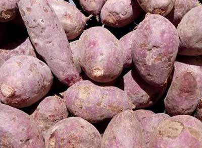 紫薯是我们生活中常见的薯类