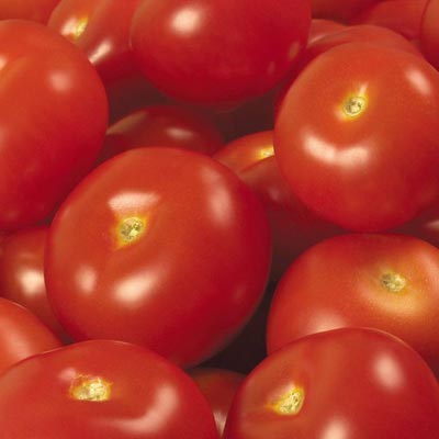 西红柿在催熟的过程中可能会产生的一种中间物质