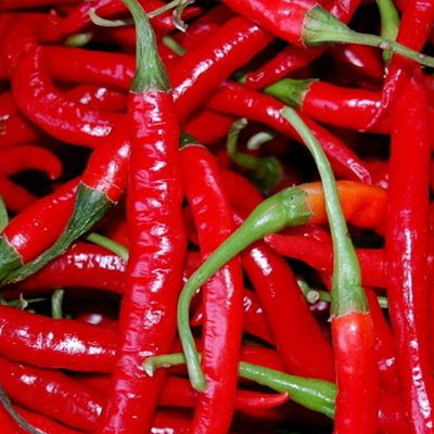 辣味食物配料辣椒中的因辣椒素使循环血量剧增