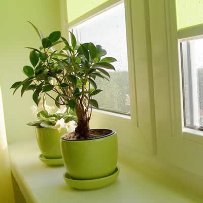 客厅植物摆放风水要注意植物的大与小