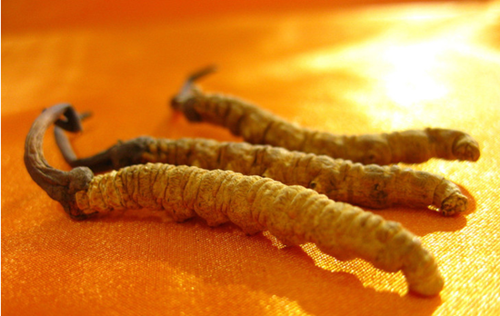 冬虫夏草的功效是什么 哪些人适合吃冬草夏草