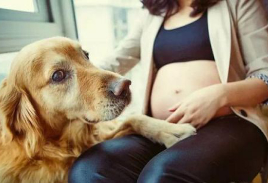 怀孕了可以养狗吗 怀孕了想继续养宠物该怎么办