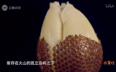 水果传纪录片多久更新 水果传有几集