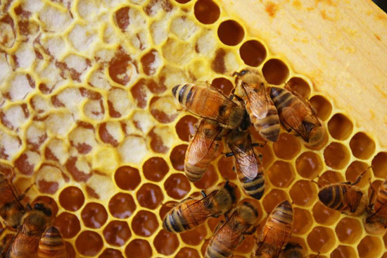 蜂蜜的保质期是多久 蜂蜜究竟可以保存多久你知道吗