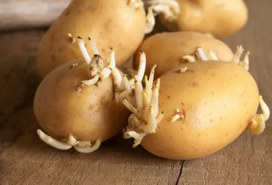 土豆发芽不能吃应该怎么办 扔了太可惜发芽土豆妙你知道吗