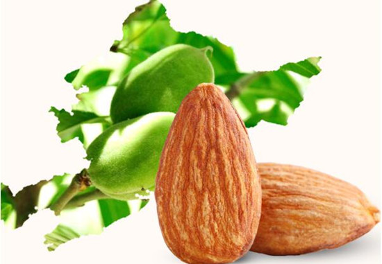 巴旦木和杏仁的区别是什么 巴旦木和杏仁哪个贵