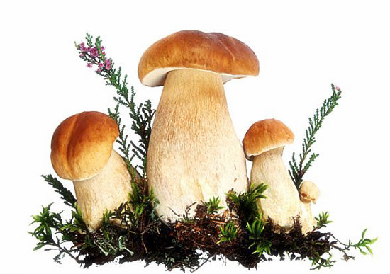 蘑菇可以放冰箱几天 新鲜蘑菇怎么保存不会坏