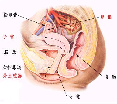 女性生殖器官(图解）