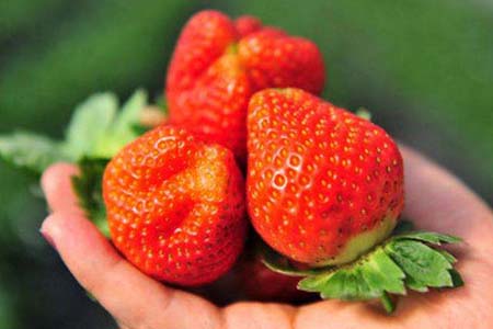买草莓不能买畸形个大的？和激素无关