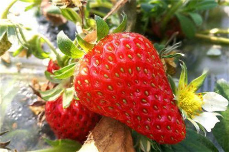 孕妇可以吃草莓吗，吃草莓食用事项