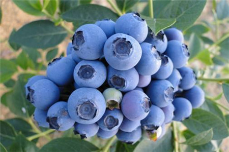 孕妇能吃蓝莓吗，吃蓝莓注意哪些事