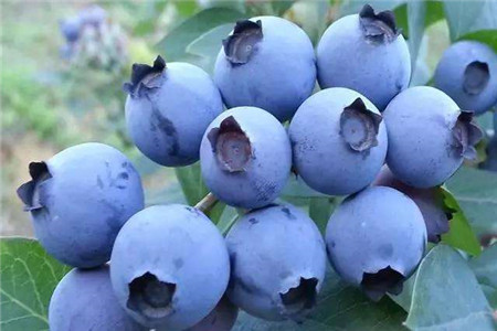 孕妇能吃蓝莓吗，吃蓝莓注意哪些事