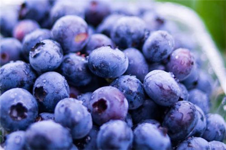 女人吃蓝莓的四大好处，那些人不适合吃蓝莓