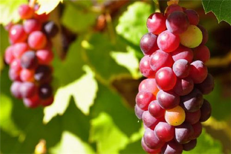 孕妇能不能吃葡萄，葡萄的饮食原则