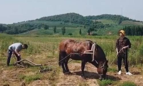 魏大勋开荒犁地