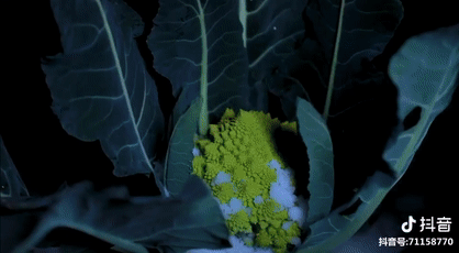 马来西亚总统亲自邀请 她堪称网红界的“华人之光”