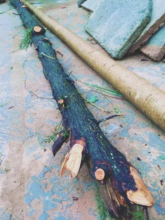 马来西亚总统亲自邀请 她堪称网红界的“华人之光”