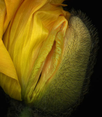 最美的女性生殖器图片 11种花样形态美到暴！