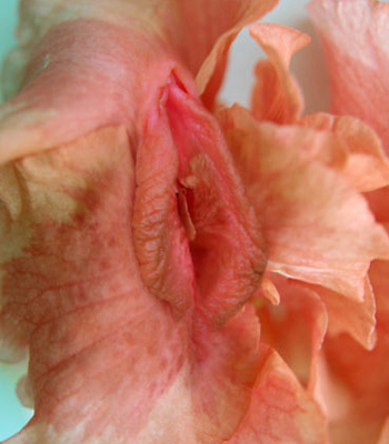 最美的女性生殖器图片 11种花样形态美到暴